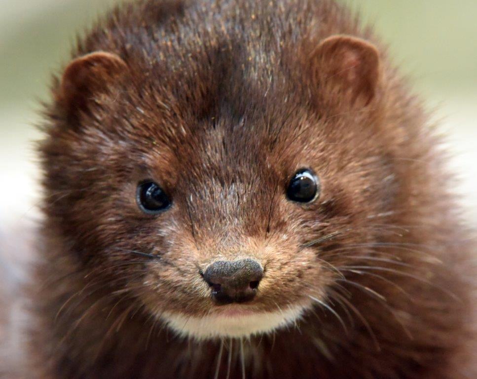 Mink named clear