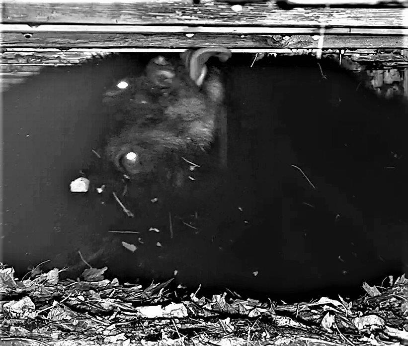PA Bear