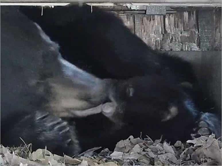 PA Mom and Cub