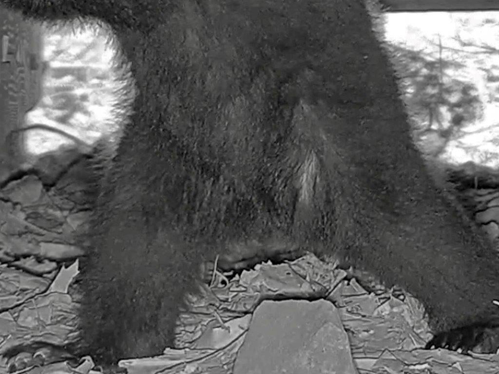 Pennsylvania cub gender reveal?