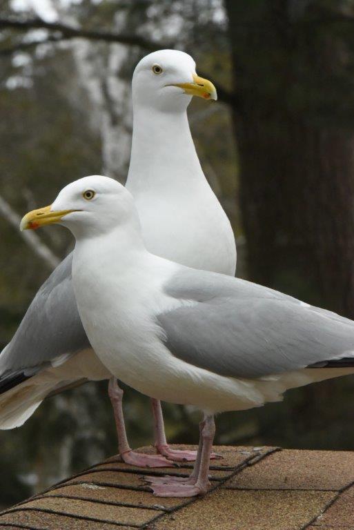 Herring gull pair