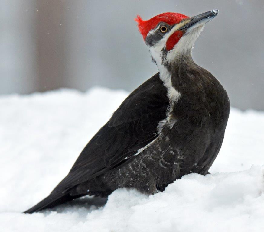 Pileated male