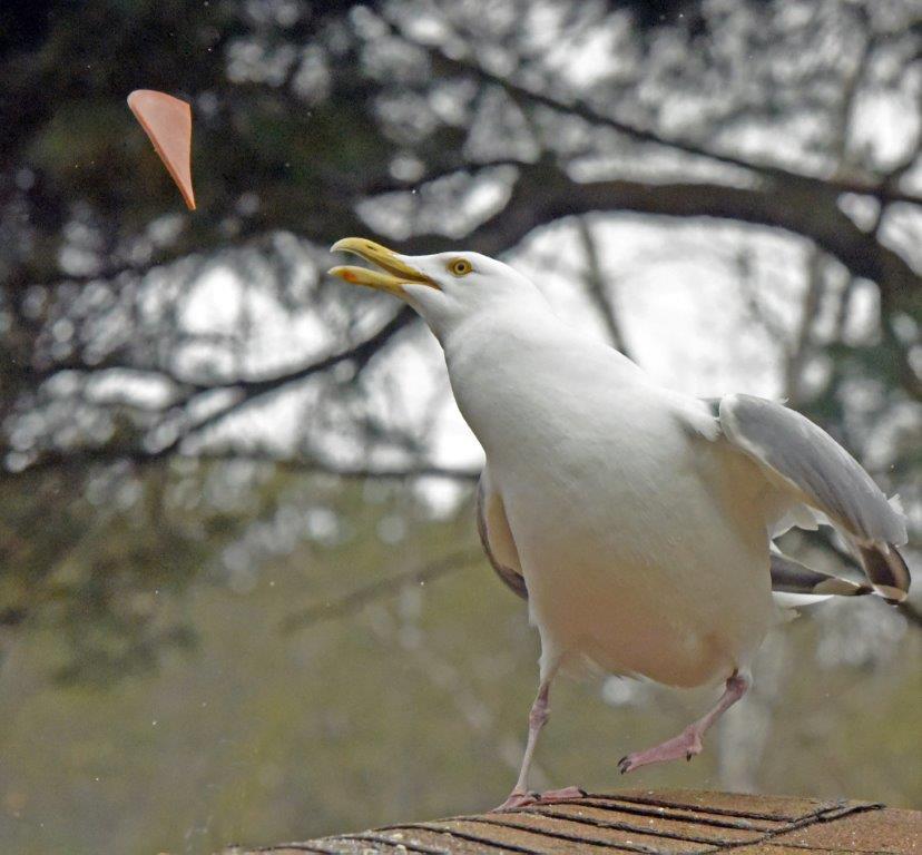 Herring Gull