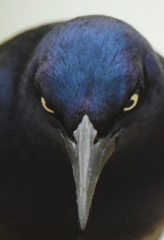 Grackle