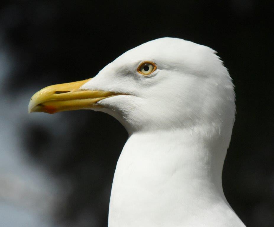 Herring Gull