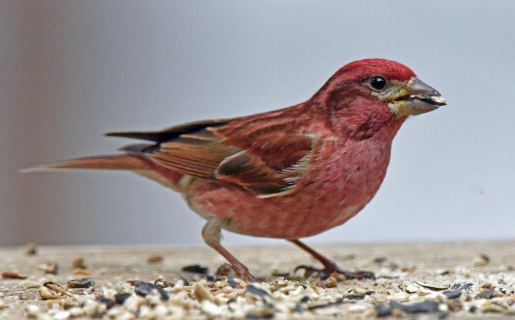 Purple finch
