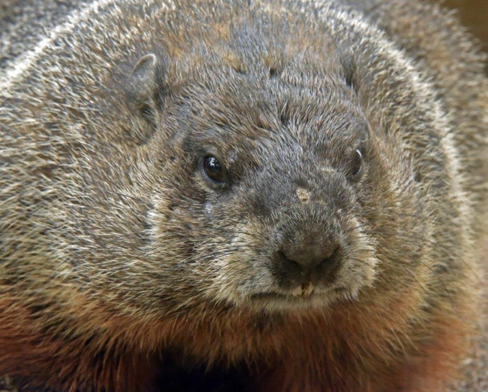 Woodchuck