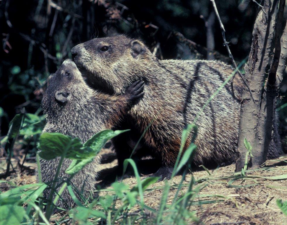 Woodchuck baby with mom