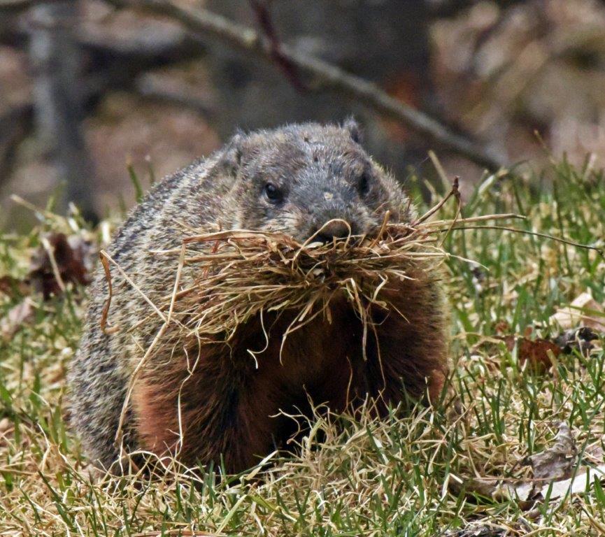 Woodchuck with grass