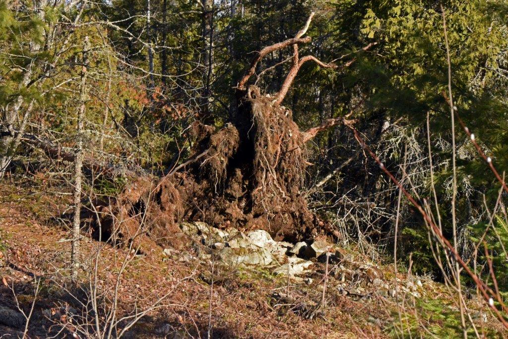 Rocky soil under upturned roots