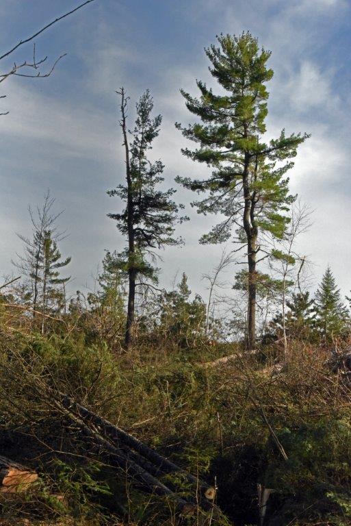 White pines left standing