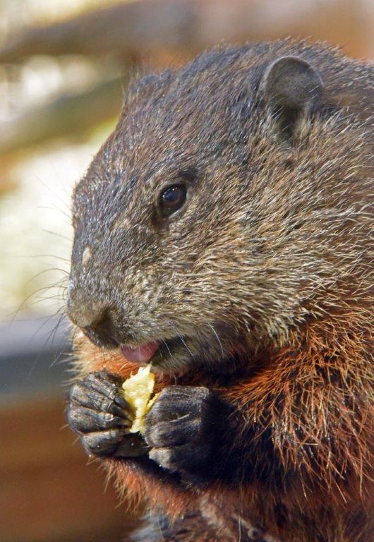 Woodchuck with pineapple