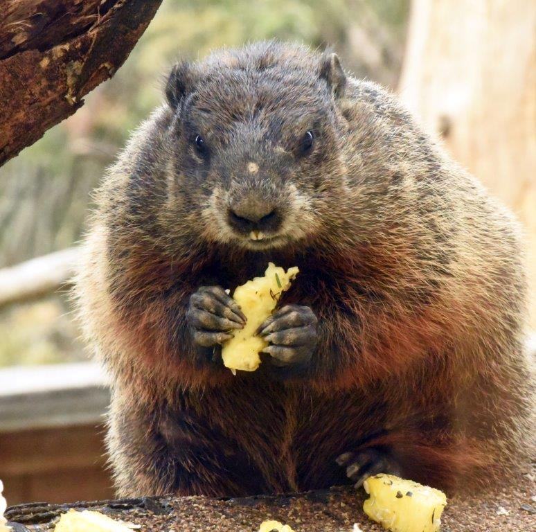 Woodchuck