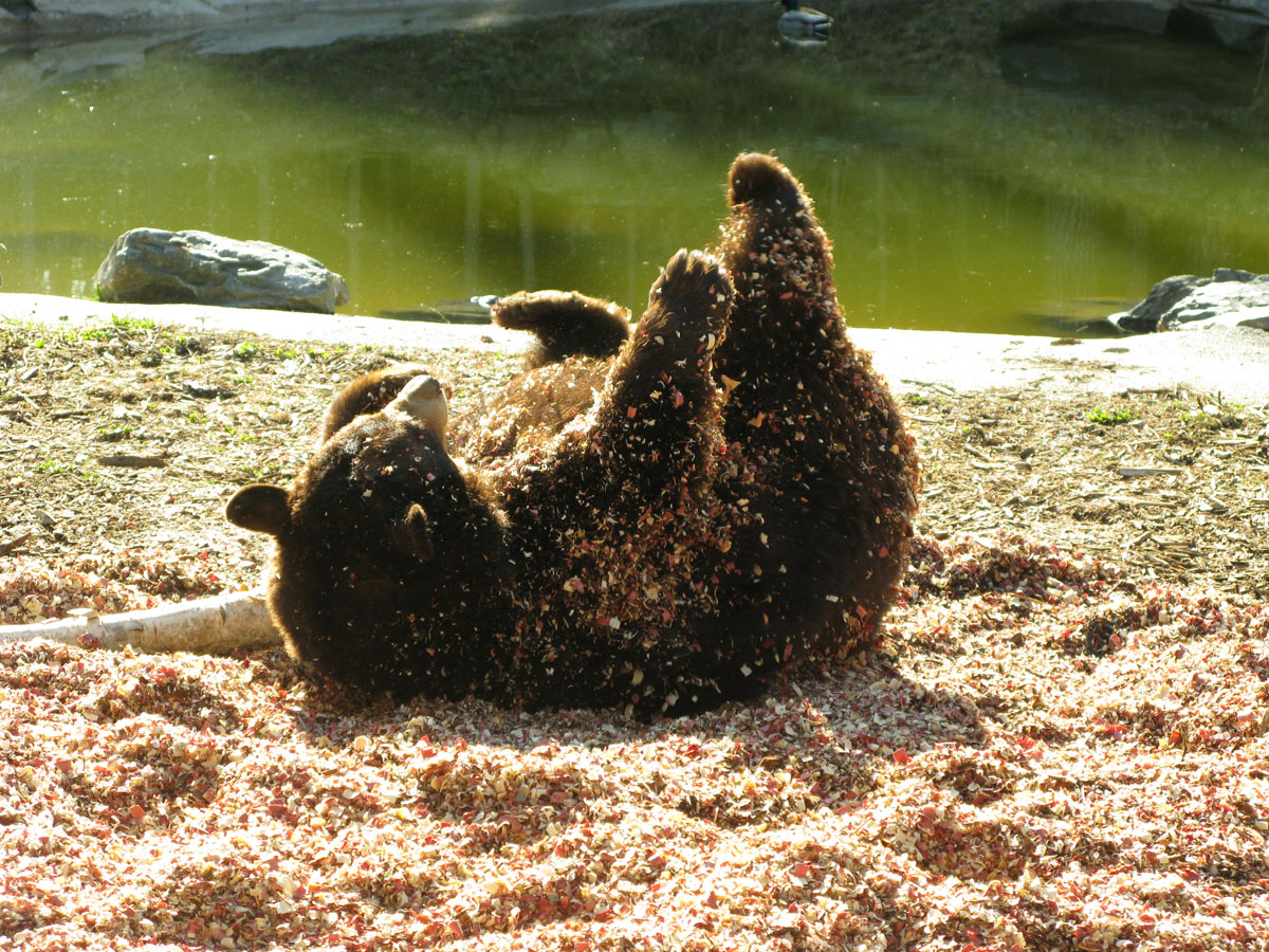 Honey rolling in cedar