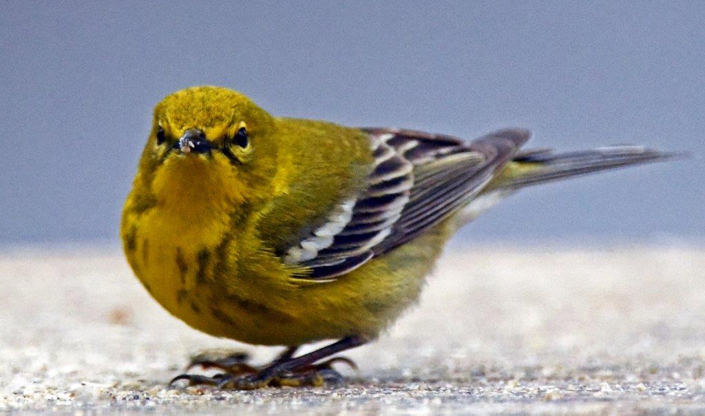 Pine warbler male