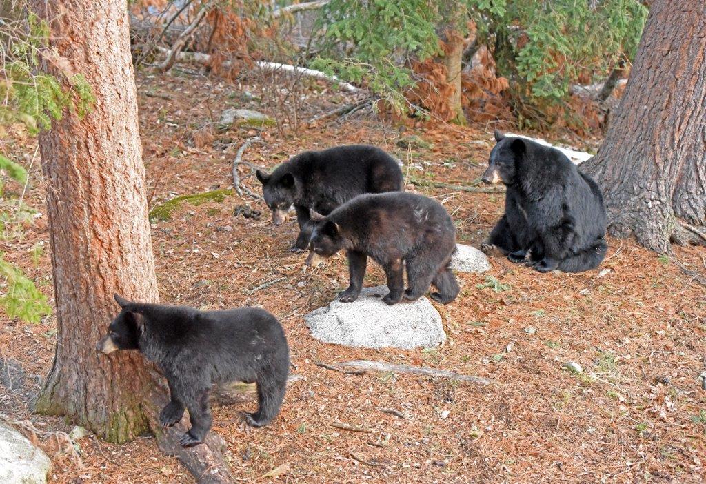 RC and yearlings at WRI<br>(see PS below)