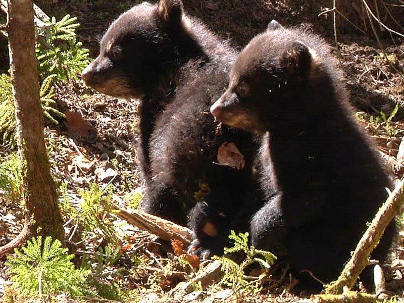 Fern & Herbie 4-11-12 by S. Erickson