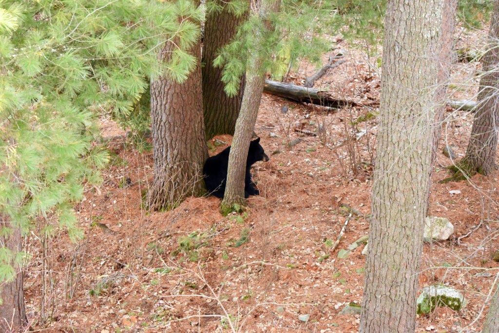 RC guarding White Pine base