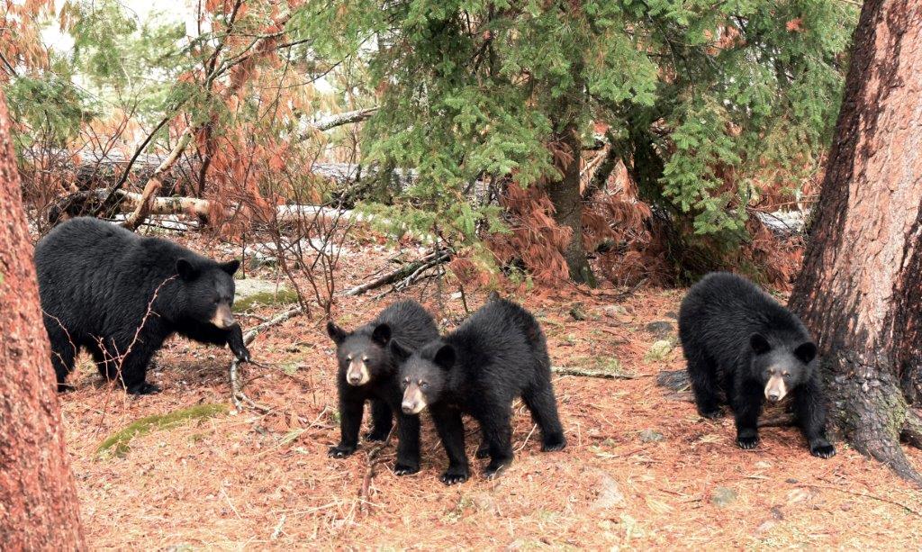 RC and yearlings at WRI<br>(see PS below)