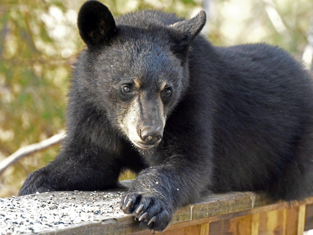RC's yearling male Carter