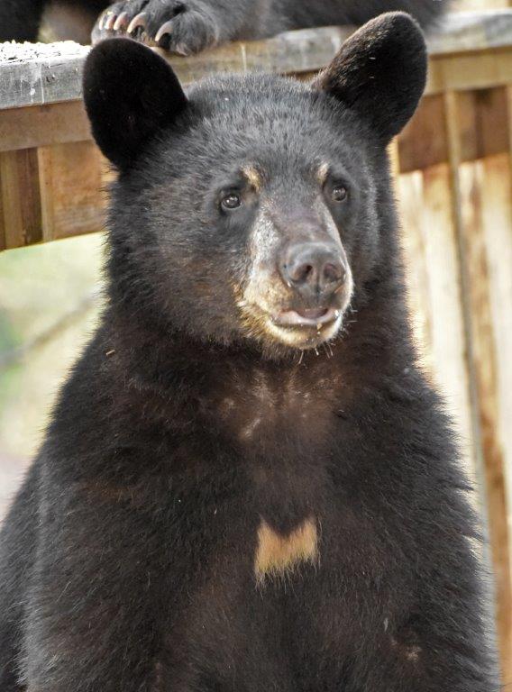 RC's yearling male  Casey