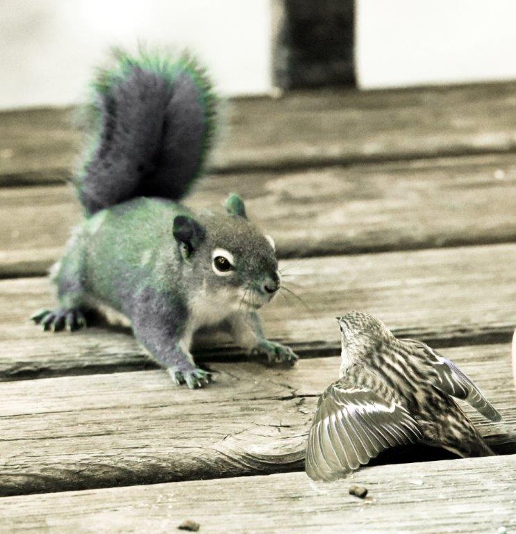 Red Squirrel and Siskin