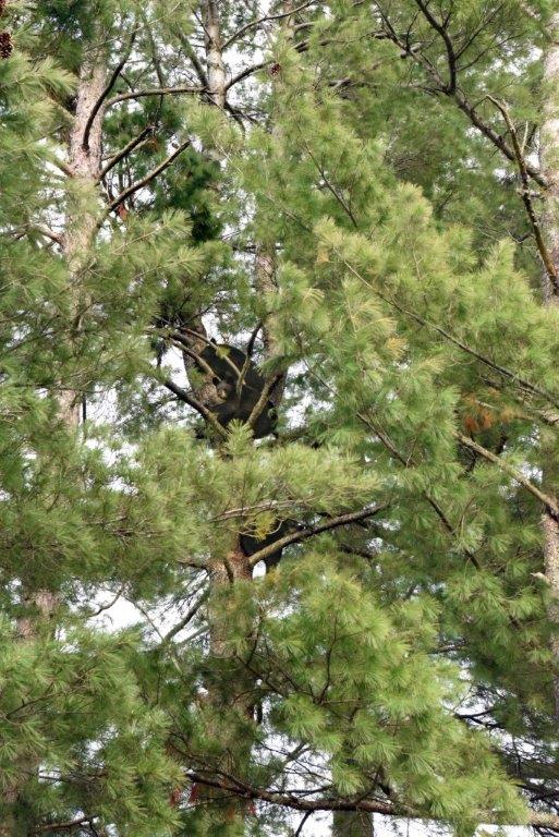 RC's yearlings up in a White Pine