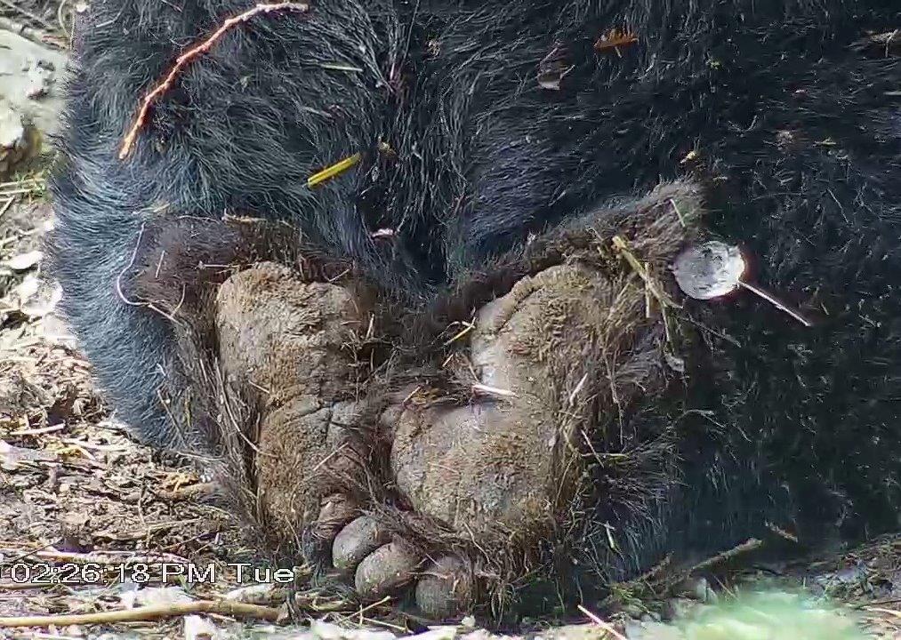 Ted hind paws - 4-23-19