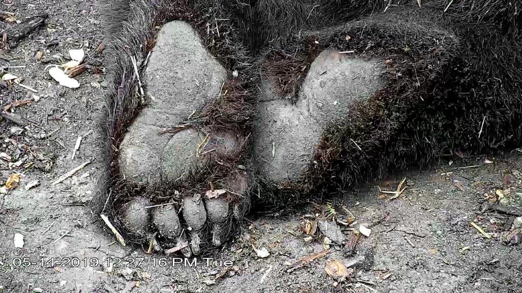 Ted's back paws - 5-14-19