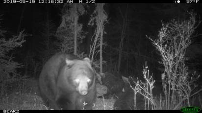 Bears on NABC nature trail cam