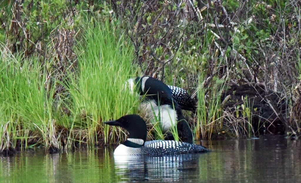 Loons
