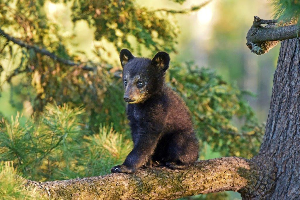 Samantha's cub