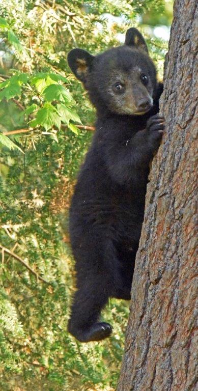 Samantha's cub