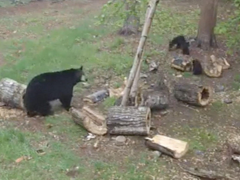 Mother of four cubs