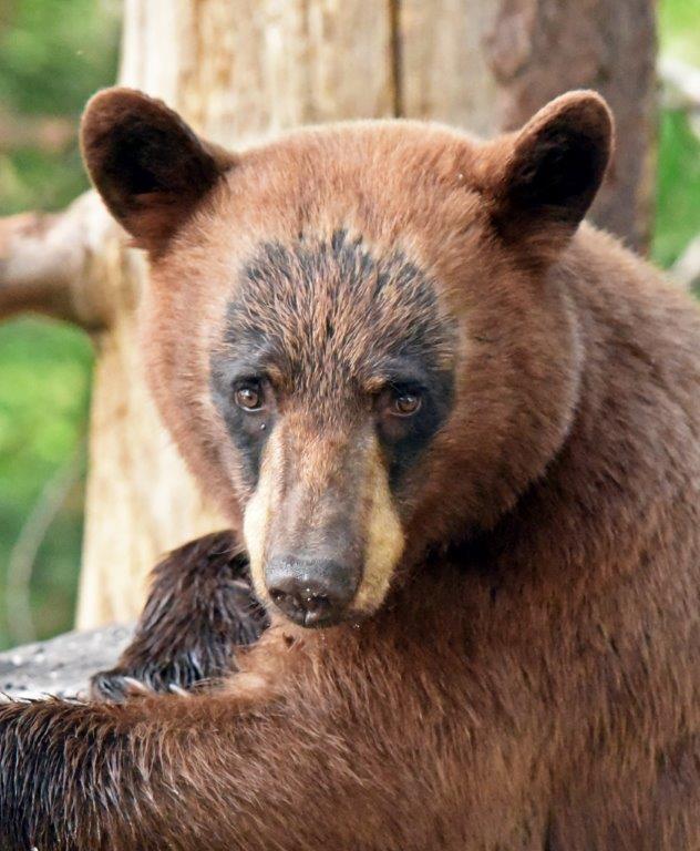 NABC's Blonde visiting male