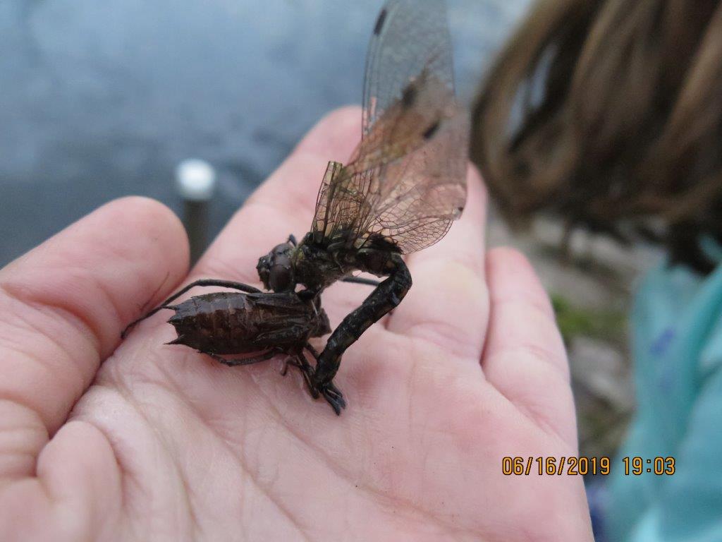 Dragonfly emerging