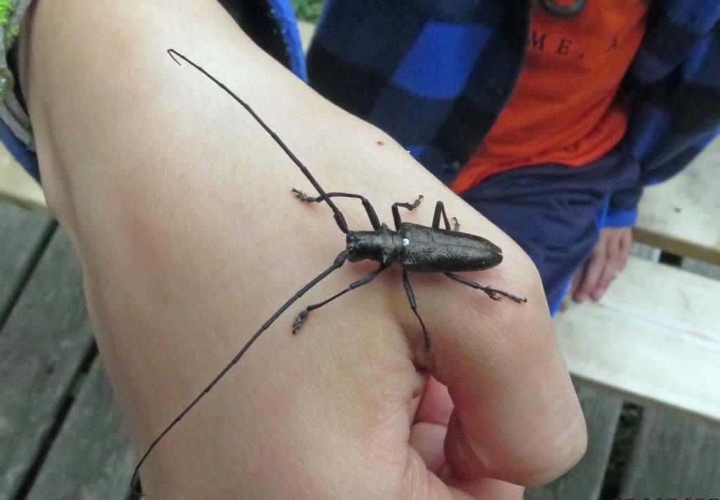 20190617 Heinrik beetle