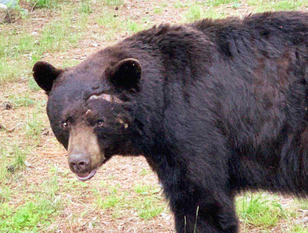 Crackle with new injury