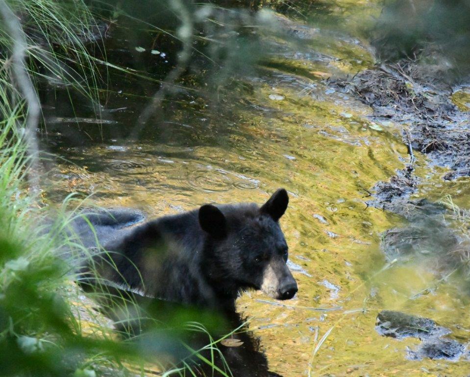 Bear cooling off
