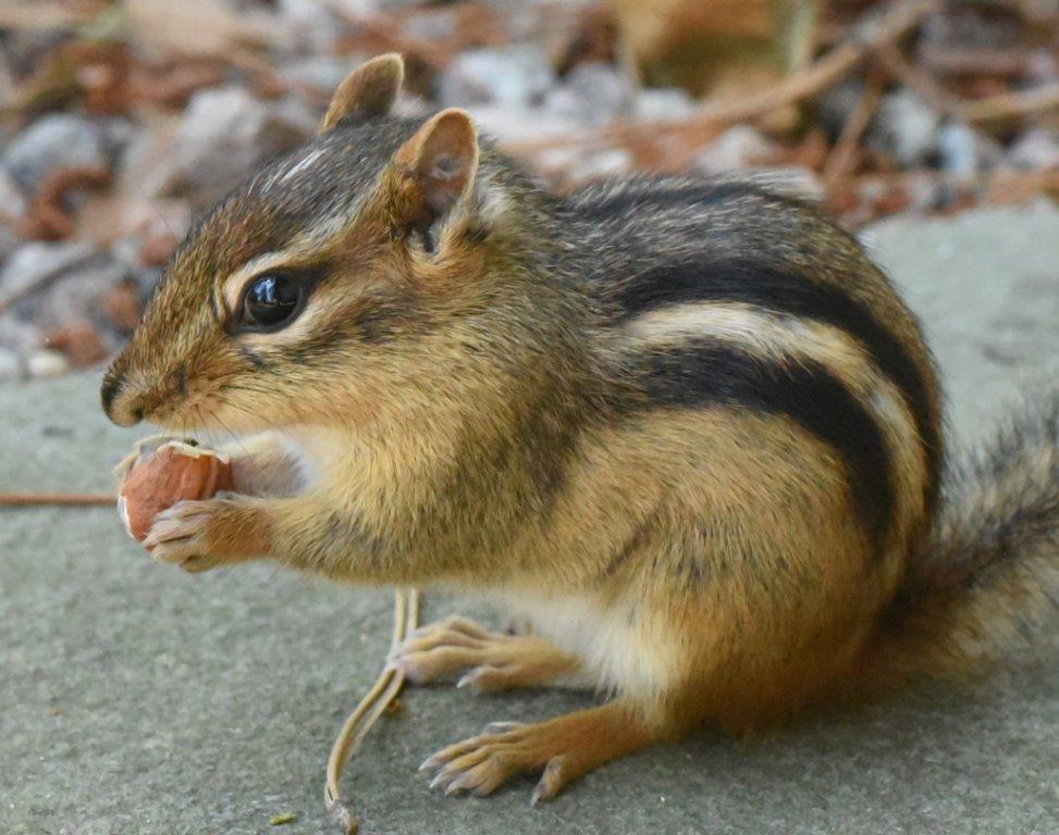 Eastern Chipmunk