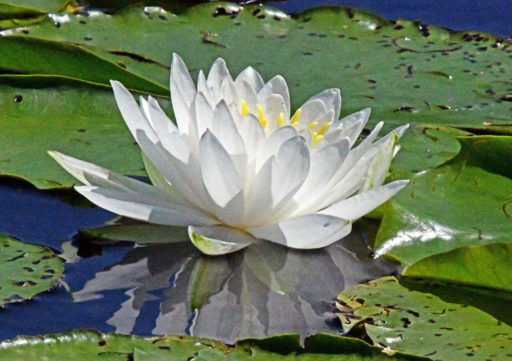 White Water Lily