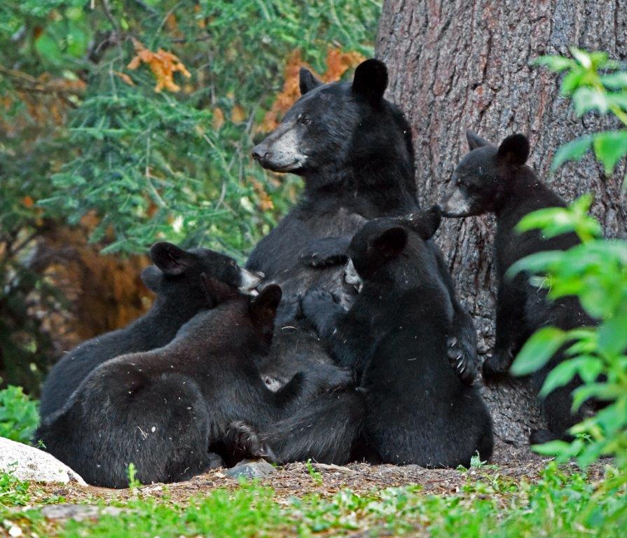 Samantha and her cubs