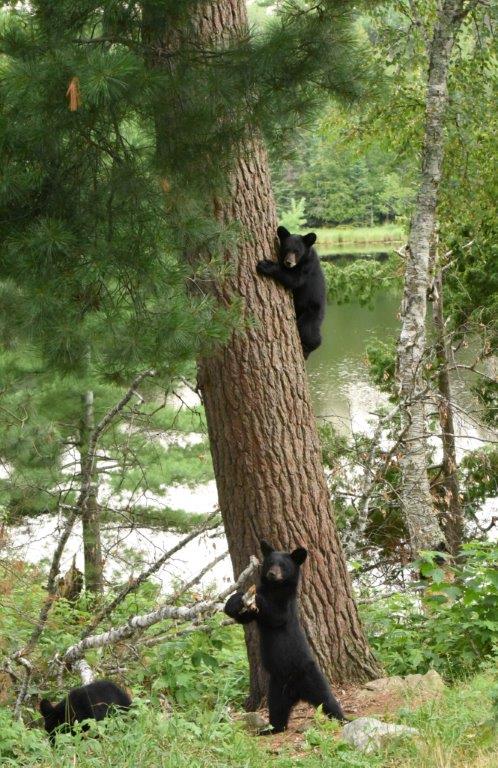 Daisy's 3 cubs