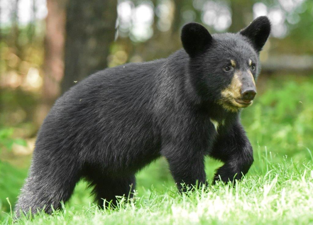 Ursula's cub
