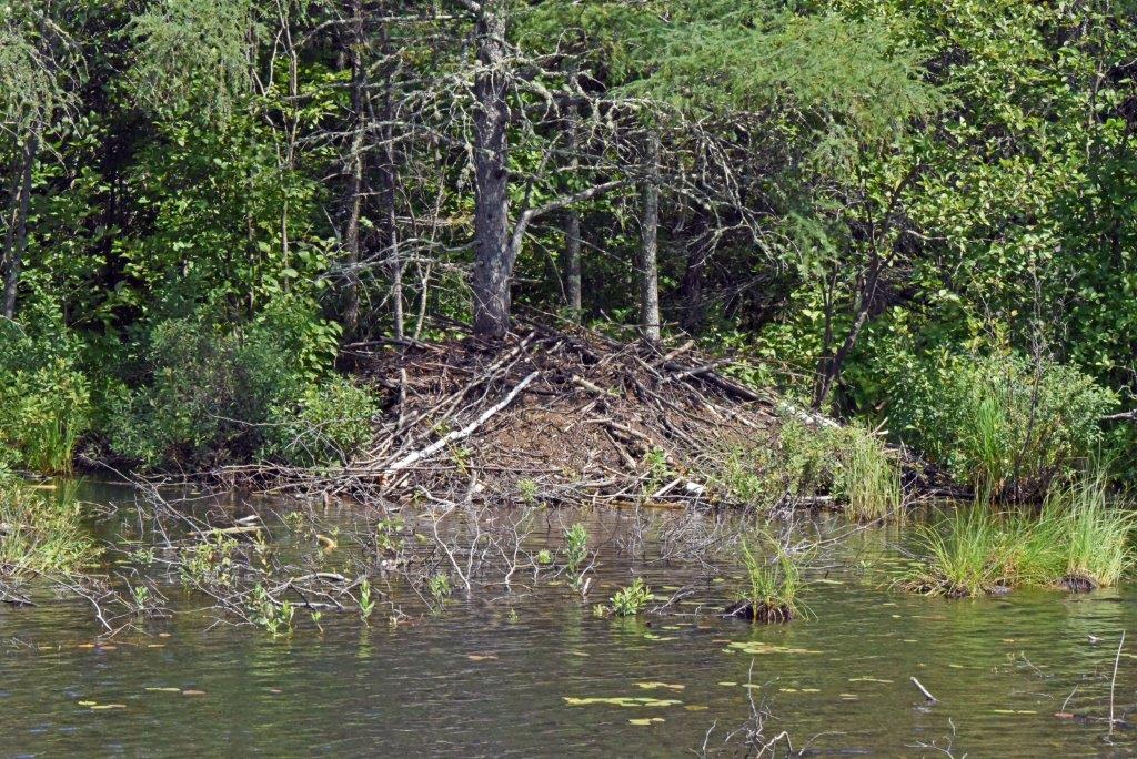 Beaver lodge 8-6-19