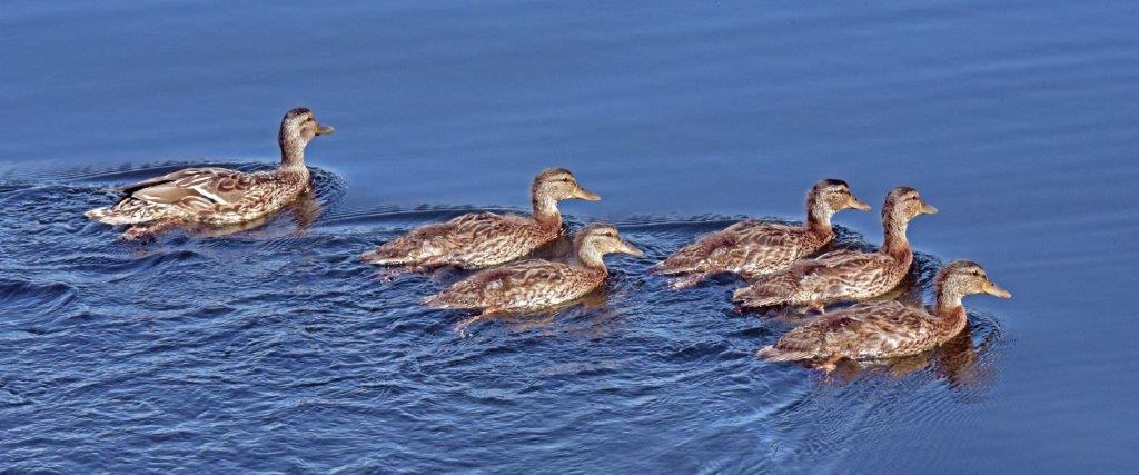 Mallard family 8-6-19