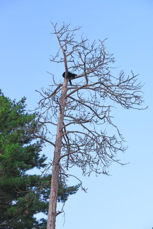 Cub high in dead Red Pine