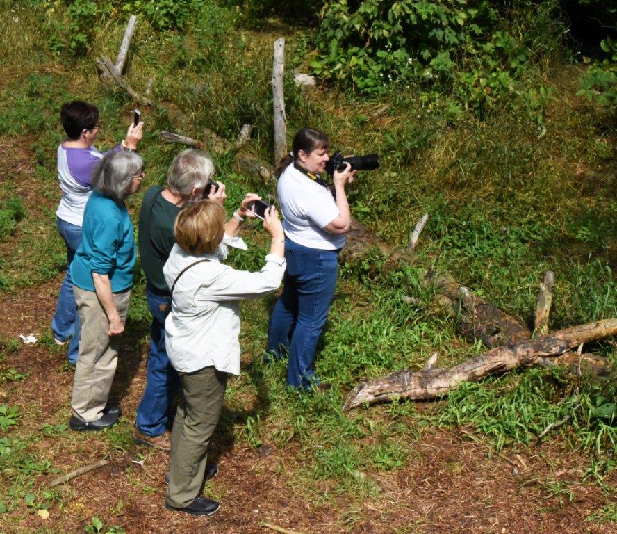 Group photographing cubs