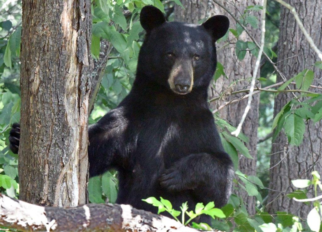 Unknown mother at base of maple