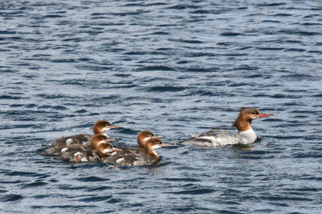Common merganser brood